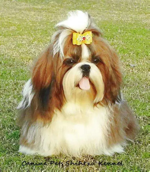Chesvet Line Yulvis Rising Star at Hearty's Line kennel