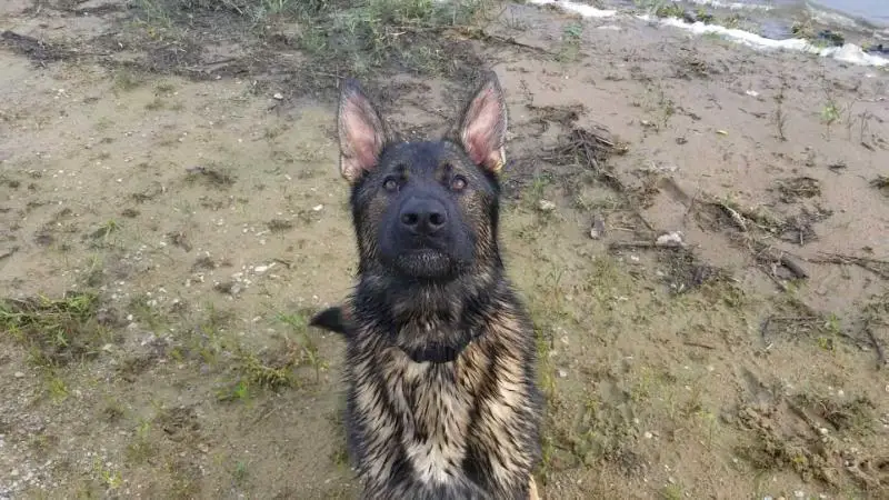 Vom berk shop haus german shepherds