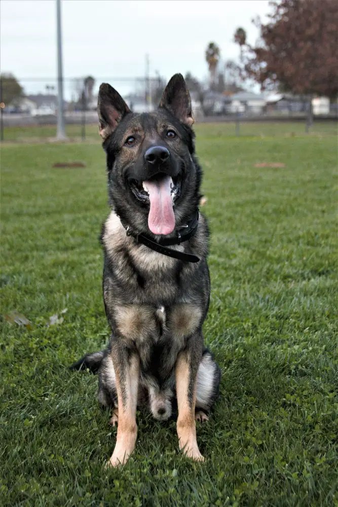 true german shepherd