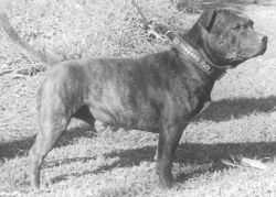 Eastaff Bruiser