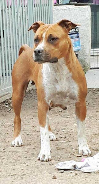 Pedigree database best sale amstaff