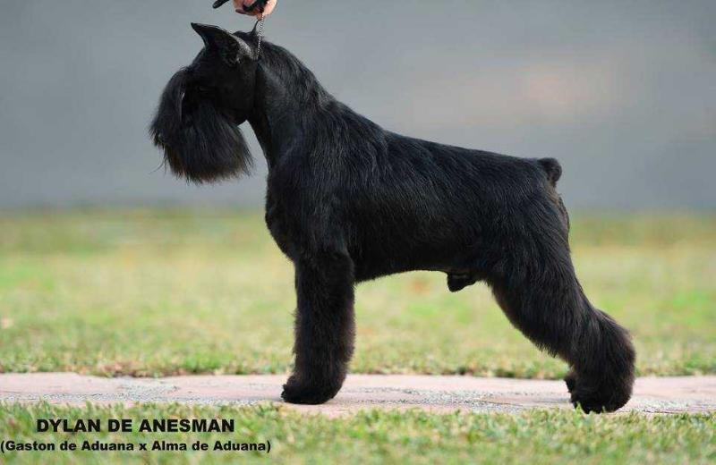 Dylan de Anesman