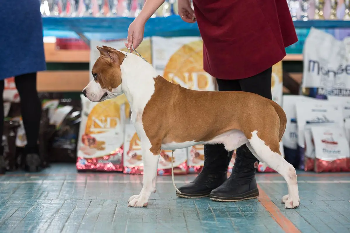 ALMOST GOD IRISS DJESSIKA