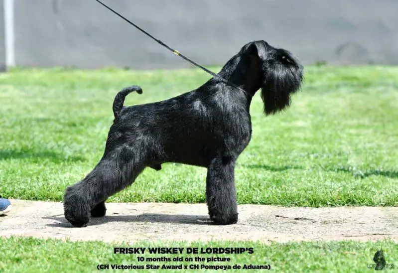 FRISKY WISKEY DE LORDSHIP'S