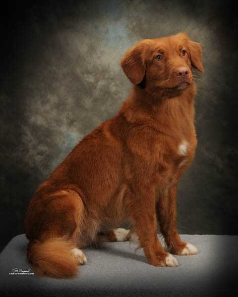 Vermilion's GB Miss Ivy Beekauz