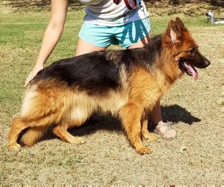 Halo german sales shepherds