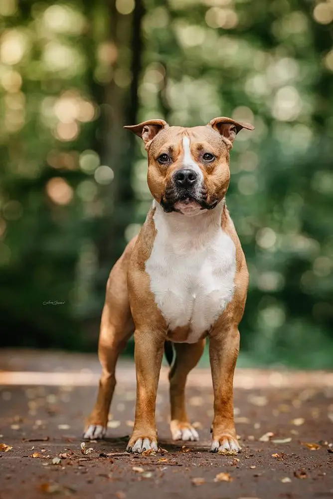Pedigree database best sale amstaff