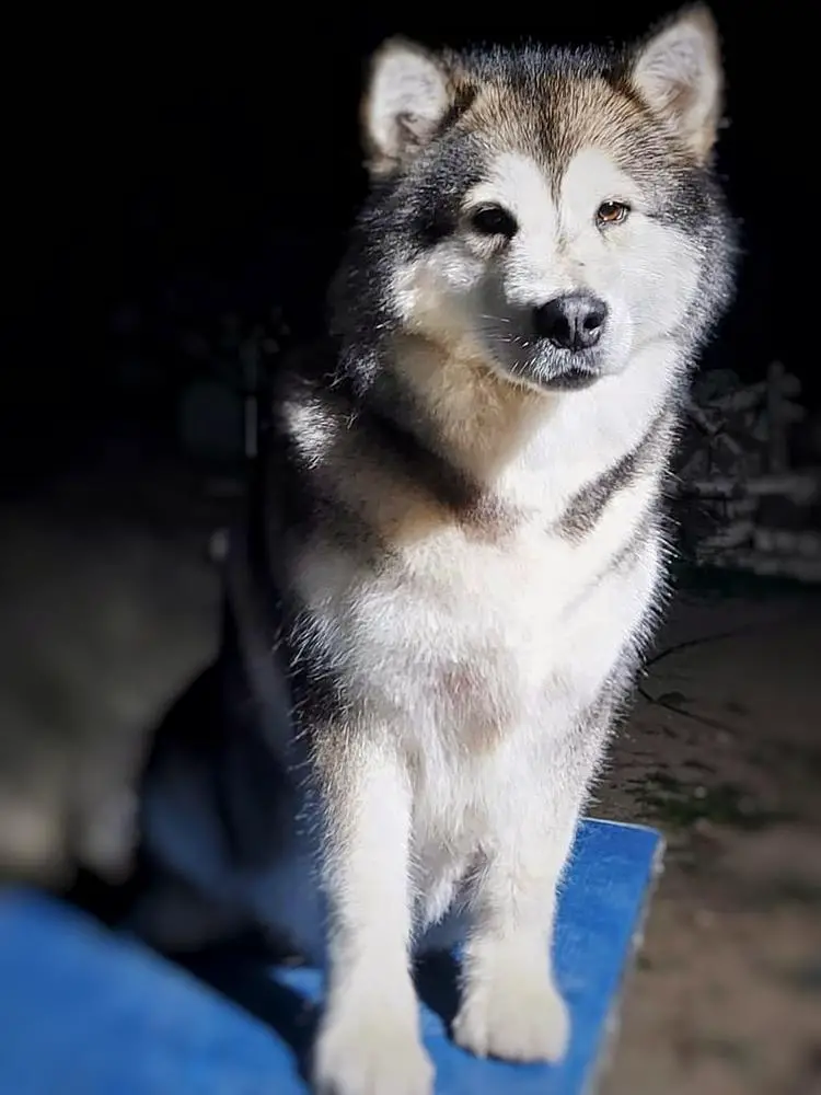 Malamute sanctuary new arrivals