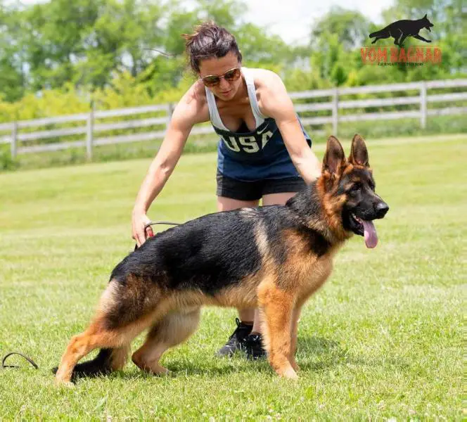 vom ragnar german shepherds