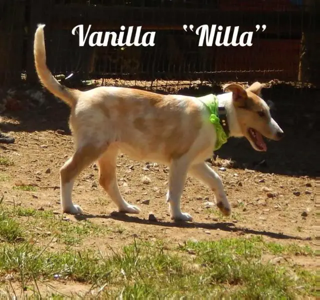 Cheramore's Vanilla ‘N Gold Á La Mode