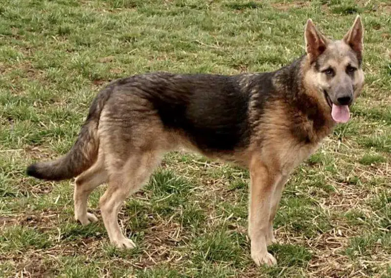 blue mountain shepherd