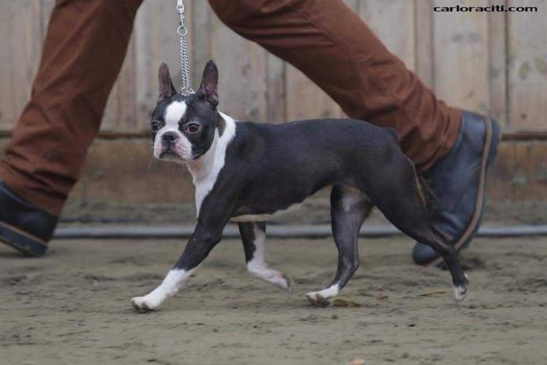 Gone With The Wind of Adorable Gang