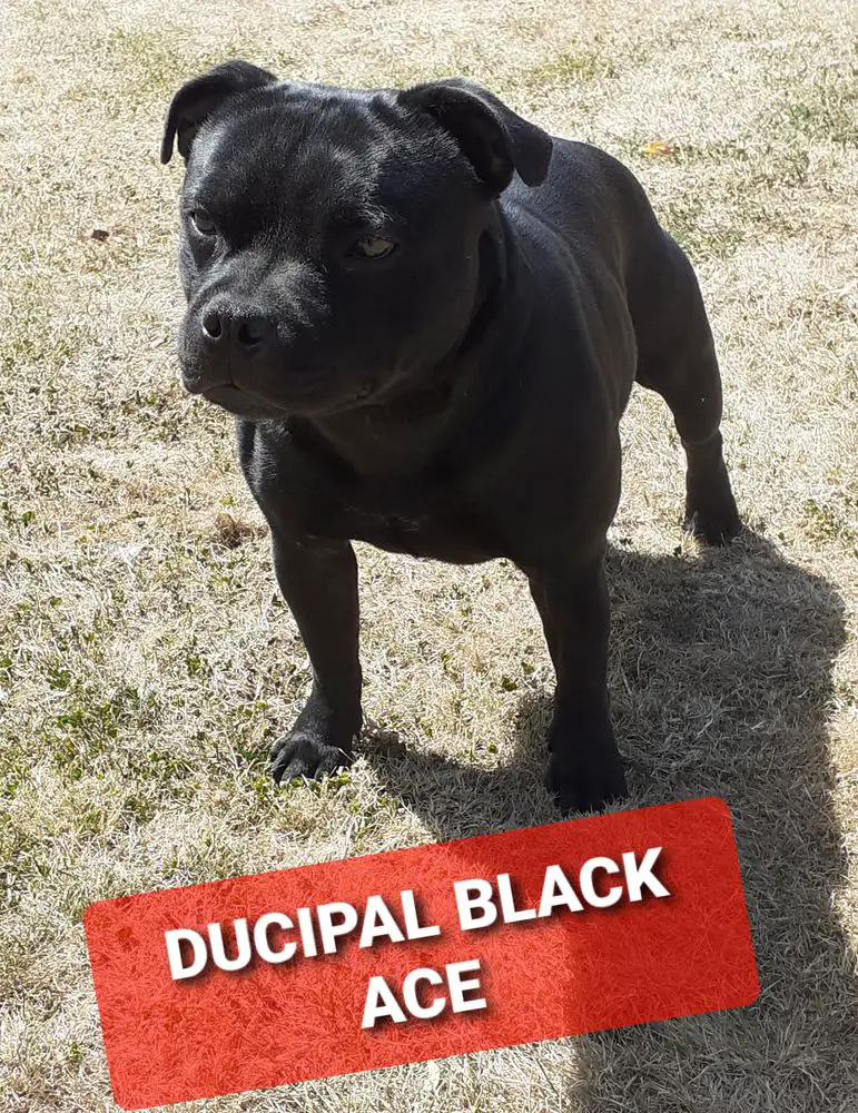 DUCIPAL BLACK ACE
