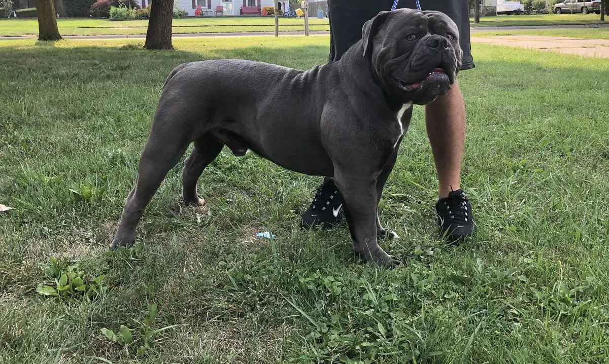 american blue bulldog