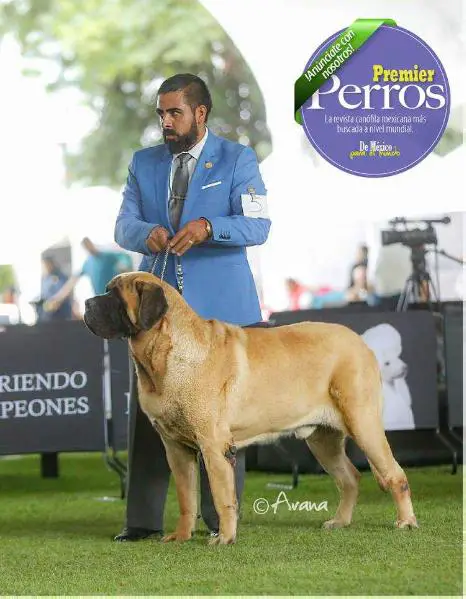 BLUE HOUSE MASTIFFS CLYDE  (VARELA)