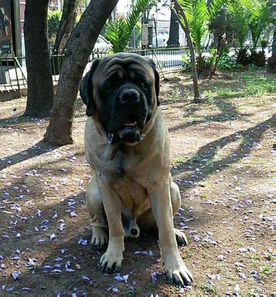 DRAKO (FLORES)