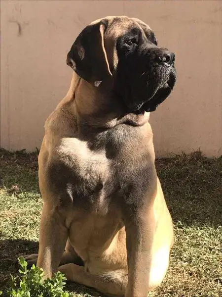 DYXIE (FLORES)