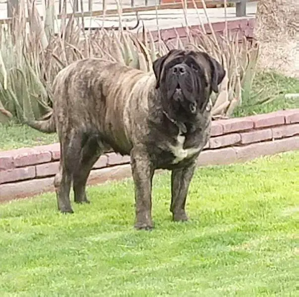 ROYAL BLOOD BLACK KENOBI (SANTIAGO)