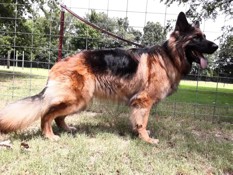 pigeon ridge german shepherds