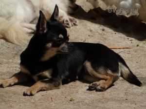 PHOEBE DIANA DE HEREDEROS DEL OLIMPO