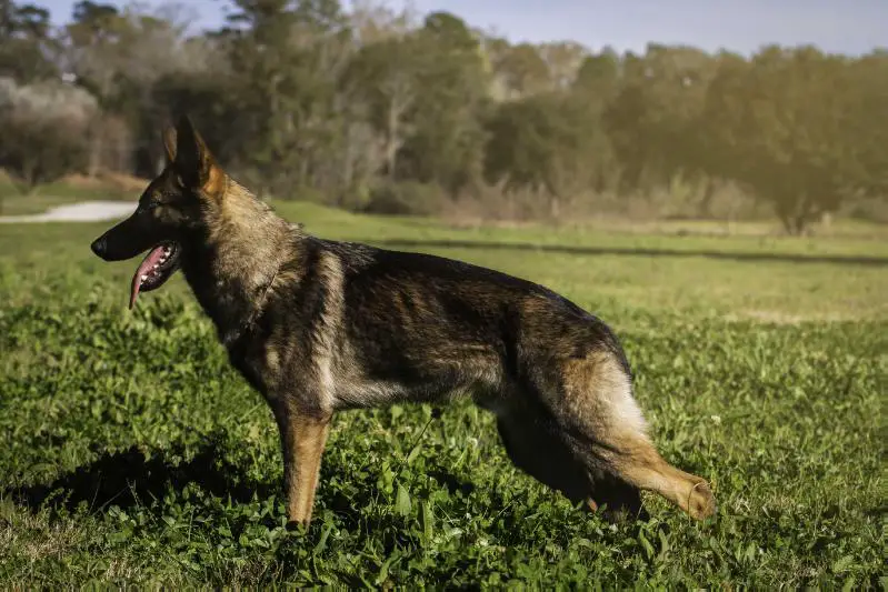 labrador dog breeders