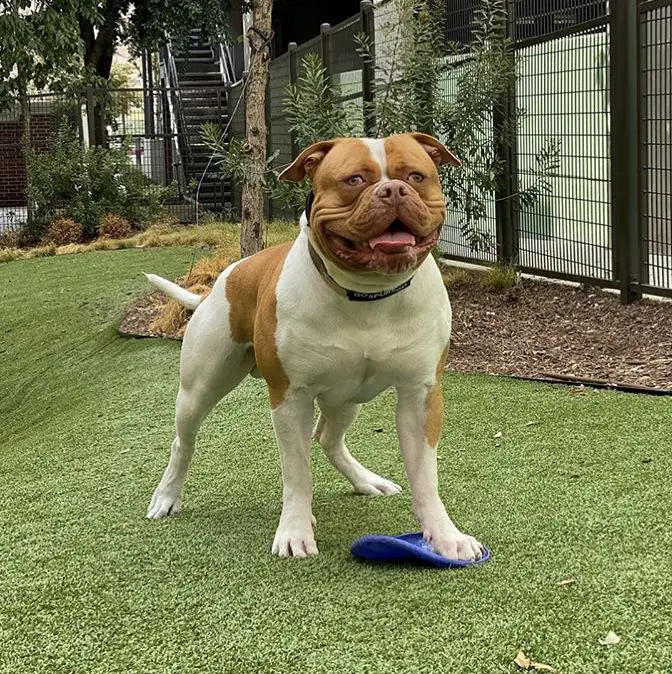 Chubby of Strong Side Bulldogs