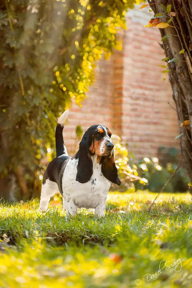 Lomarol Hounds Tracy