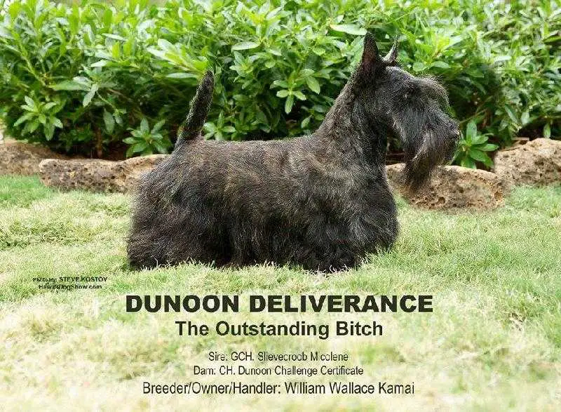 Dunoon Deliverance