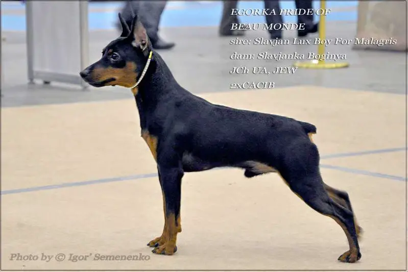 Egorka Pride Of Beau Monde