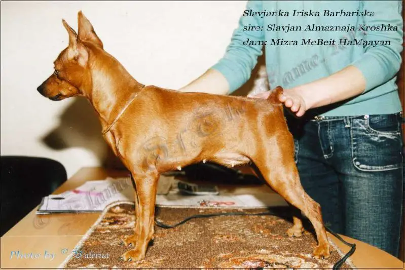 Slavjanka Iriska Barbariska