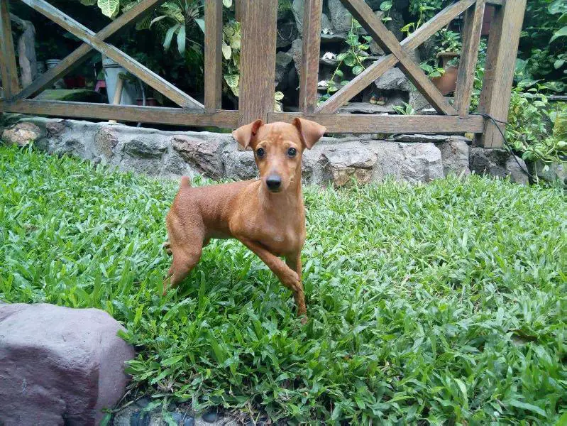 LADY ABBY OF GOLDEN CANINE