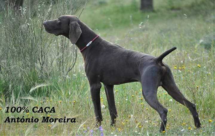 Orus de Saboya
