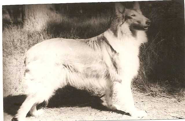 DEZI