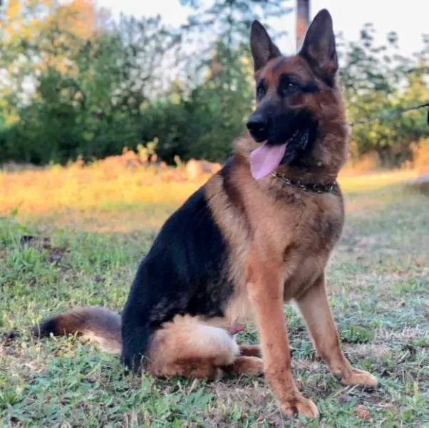 Rasti ze skalnego wzgorza