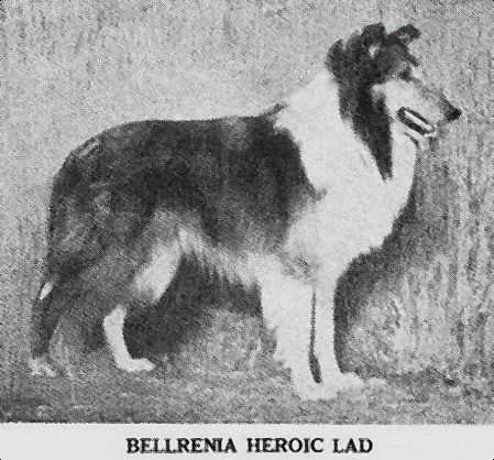 BELLRENIA HEROIC LAD