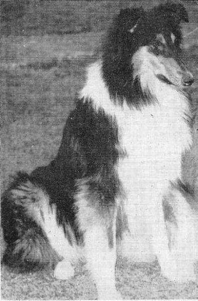 RIFFELSEE ROYALIST