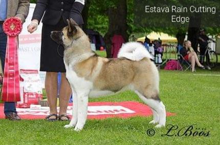Estava Rain Cutting Edge