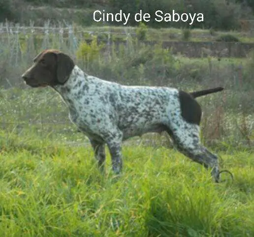 Cindy II de Saboya