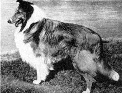 BEULAH'S GOLDEN FEISAL