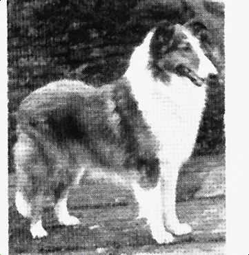 BEULAH'S GOLDEN FAROUK