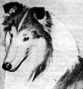 LOYALROY OF LADYPARK