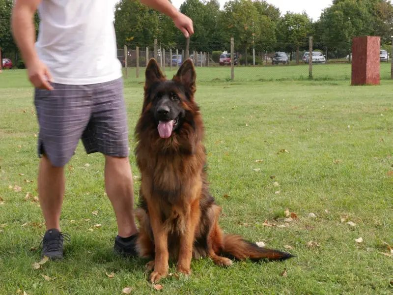 Argos Von Csernyik Dog Sport