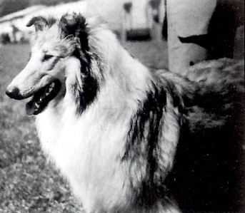 DANVIS DYLLORNA