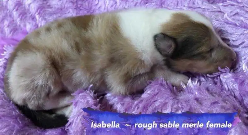 Isabella