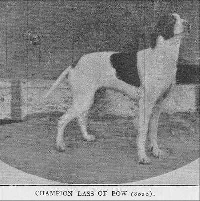 LASS OF BOW