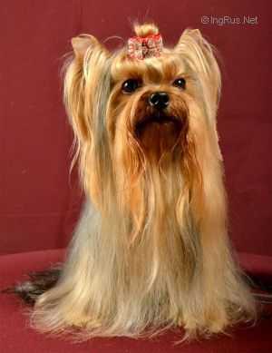 Cendgly Cristal Lilly