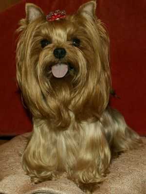 Assol' Happy Star