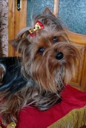 TIGRINA LESLEY OHARA