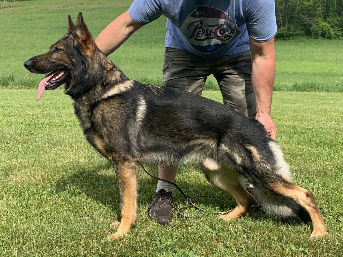 vom eisenherz german shepherds