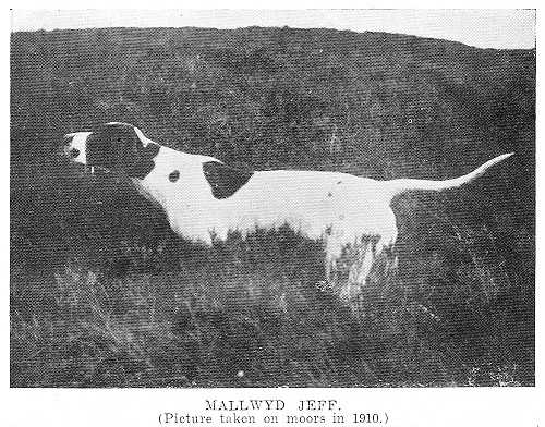 Mallwyd Jeff